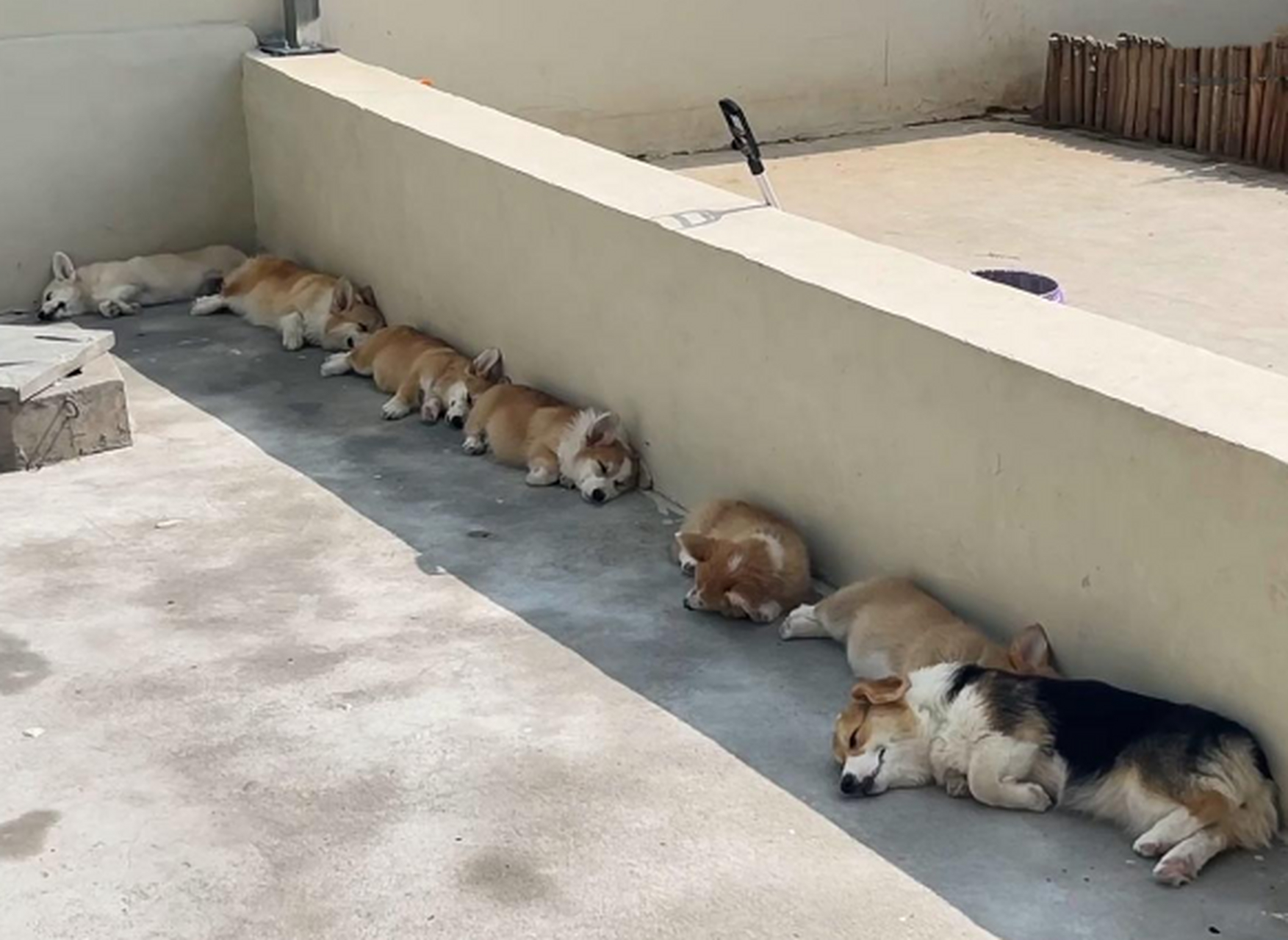 chinese nap culture